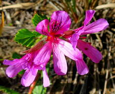 Image of Pelargonium betulinum (L.) L'Her.