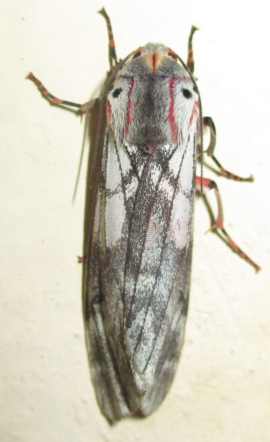 Image of Teracotona rhodophaea Walker 1864