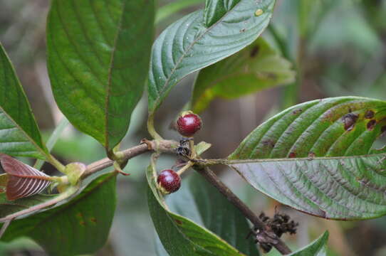 Image of Sabicea panamensis Wernham