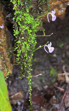 Image de Utricularia sandersonii Oliv.