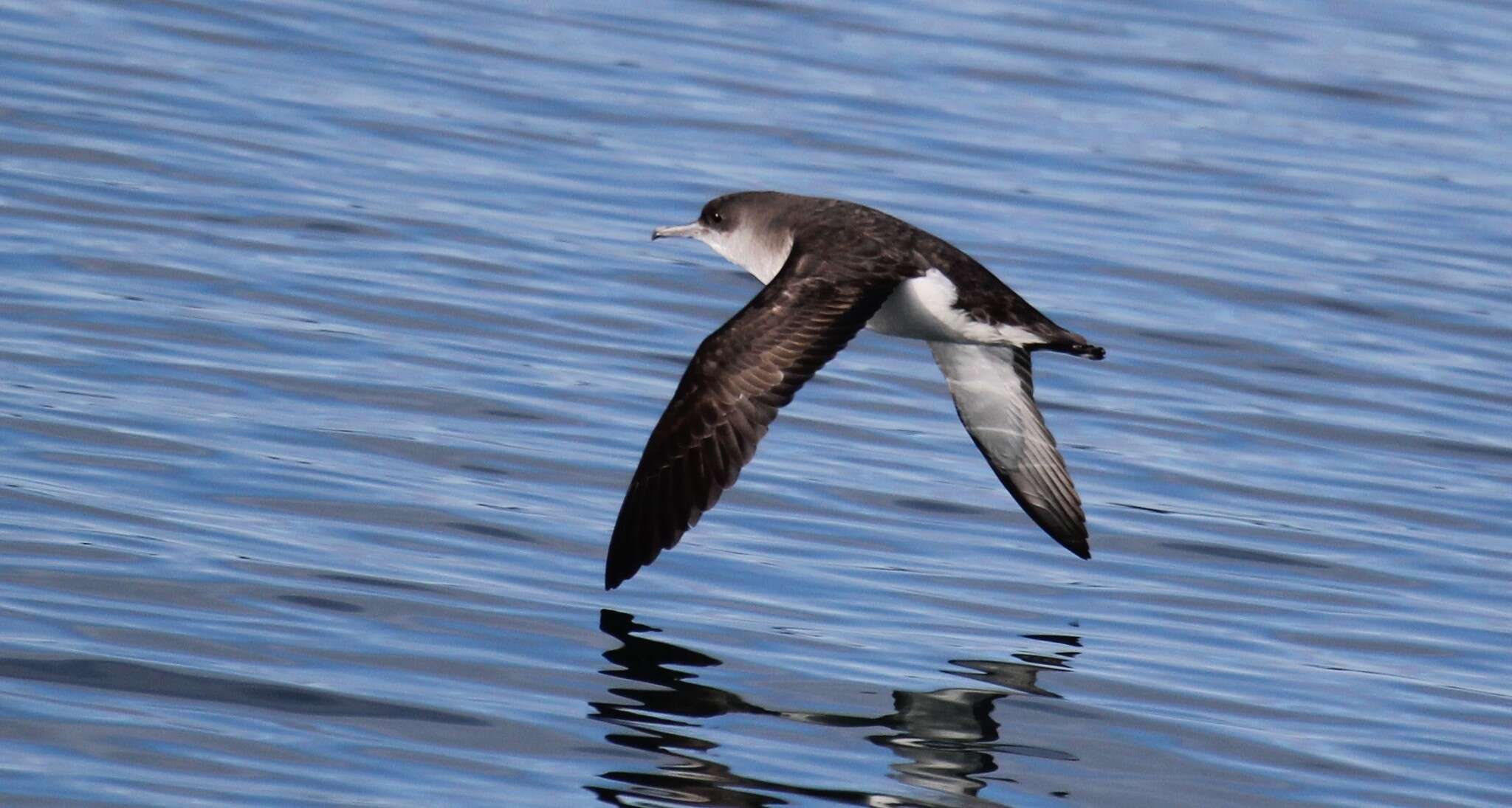 Image of Fluttering Shearwater