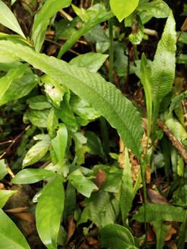 Слика од Leptochilus wrightii (Hook.) X. C. Zhang