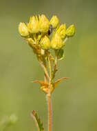 Image of Potentilla longifolia Willd.