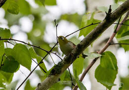 Image of Chestnut-flanked White-eye