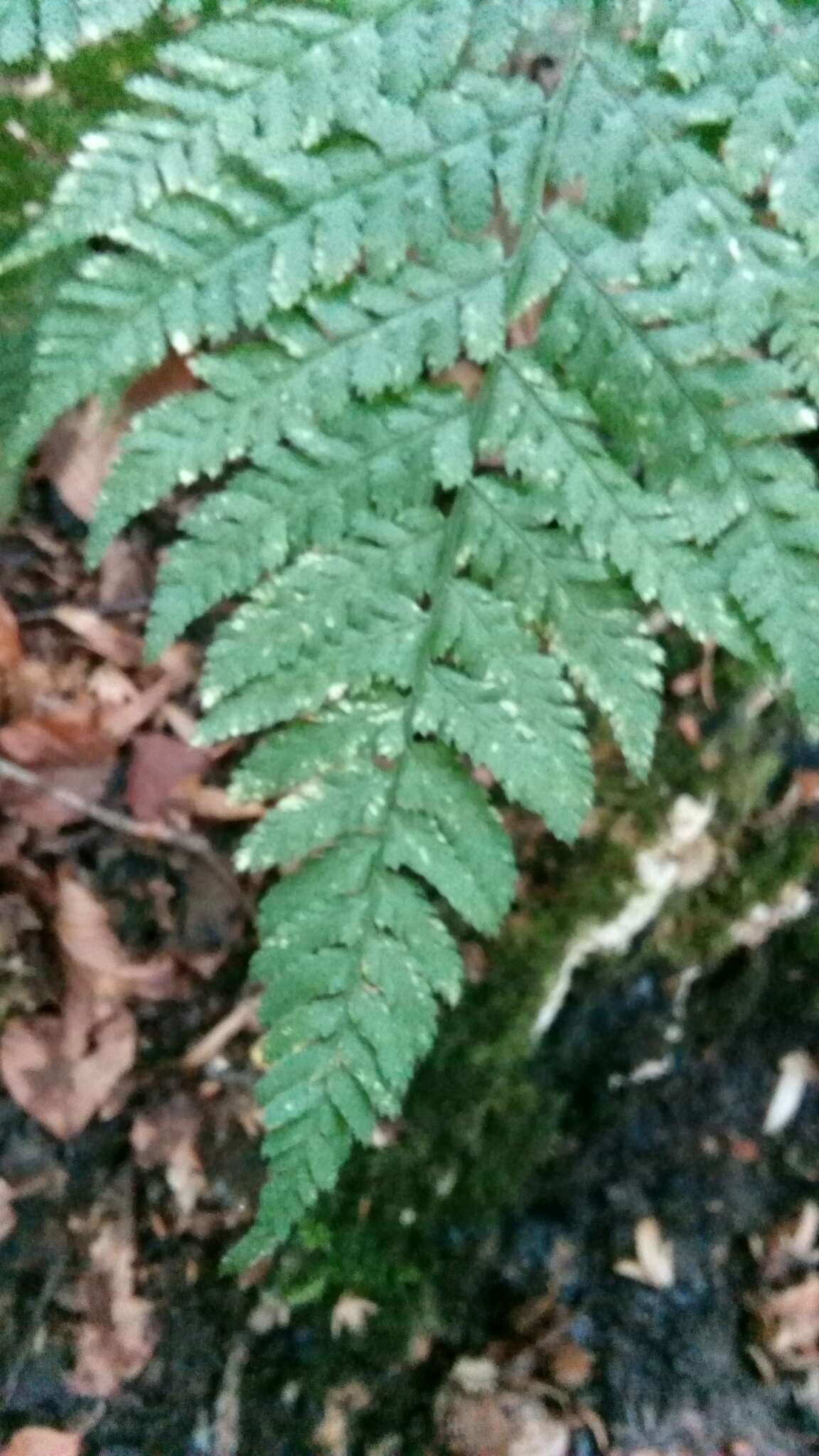 Imagem de Dryopteris dilatata (Hoffm.) A. Gray