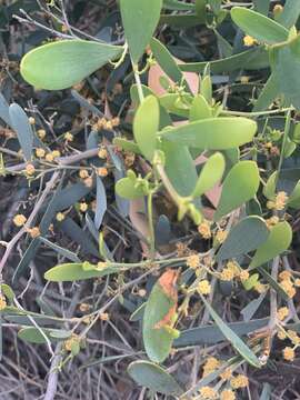 Acacia redolens Maslin resmi