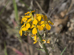 Слика од Erysimum capitatum var. capitatum