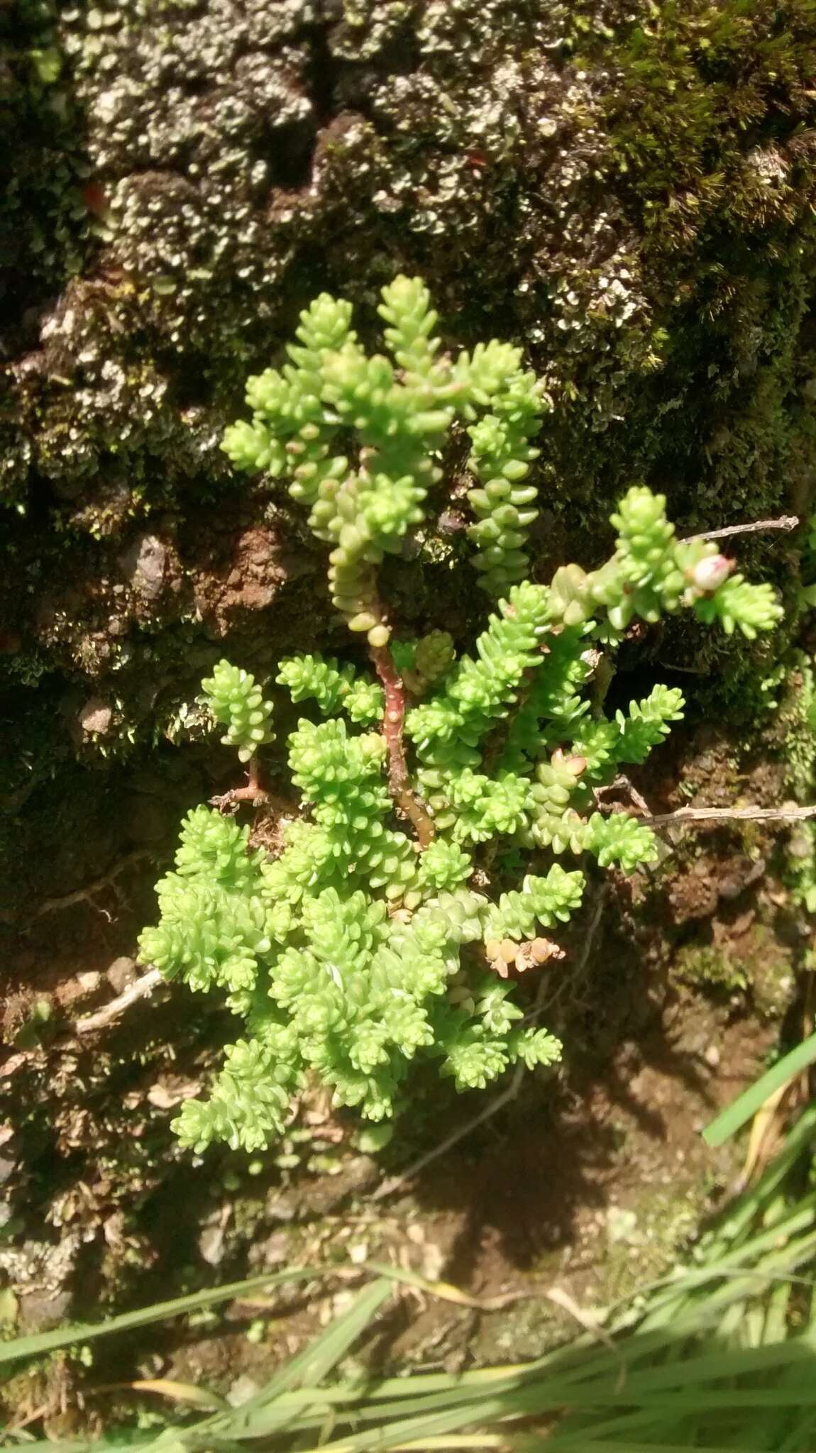 Image of red stonecrop