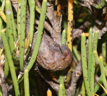 Image of Hakea epiglottis Labill.