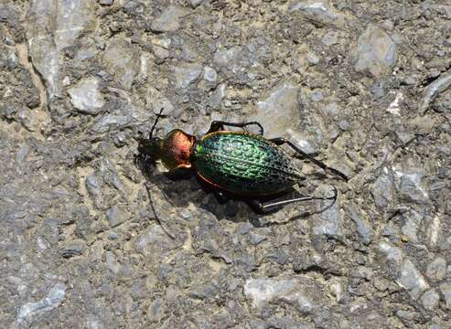 Image of Carabus (Coptolabrus) lafossei Feisthamel 1845