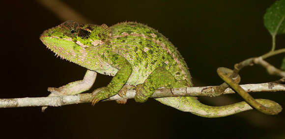 Image of Peltier’s Chameleon