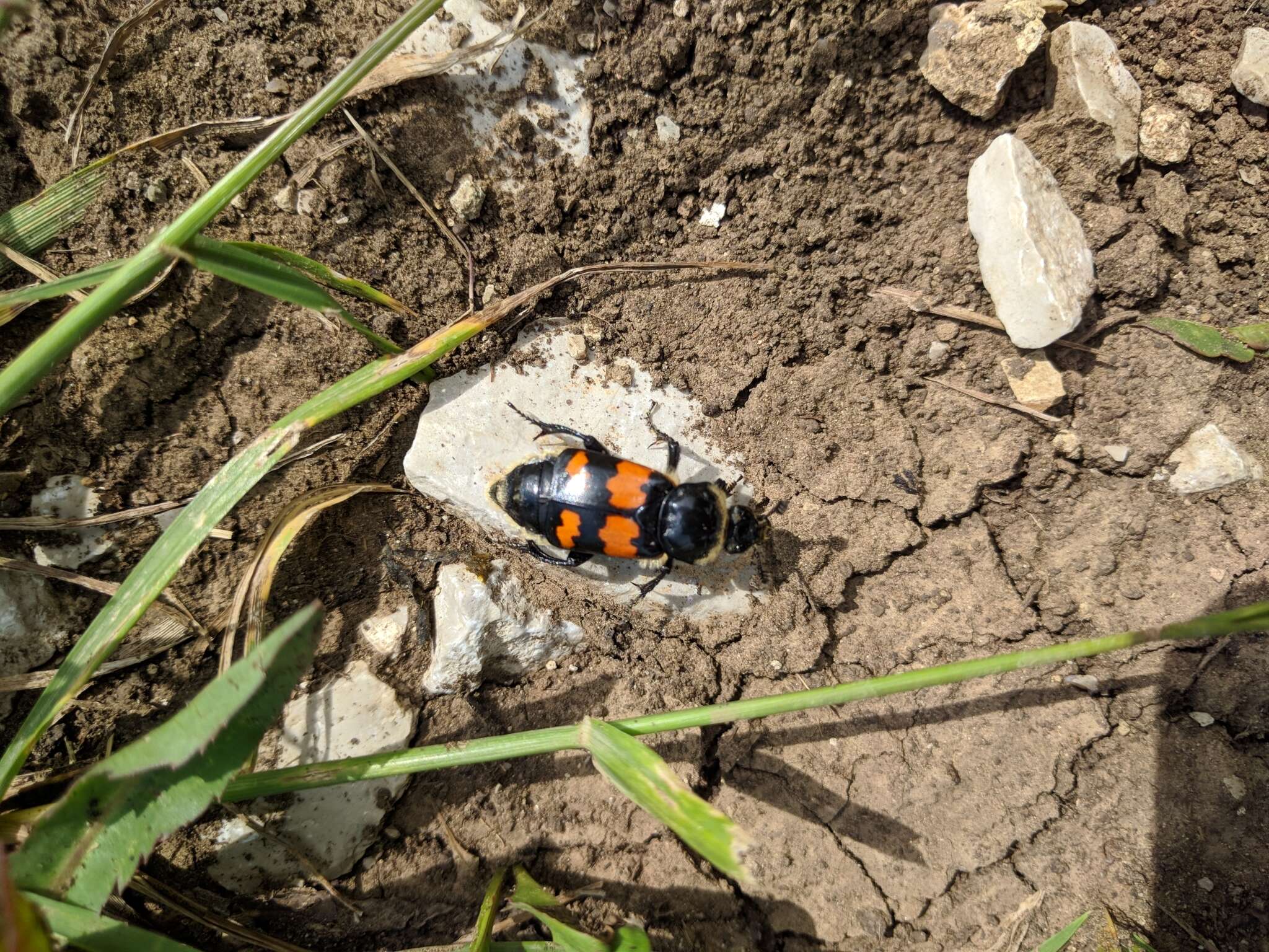 Image of Nicrophorus (Nicrophorus) nigricornis (Faldermann 1835)