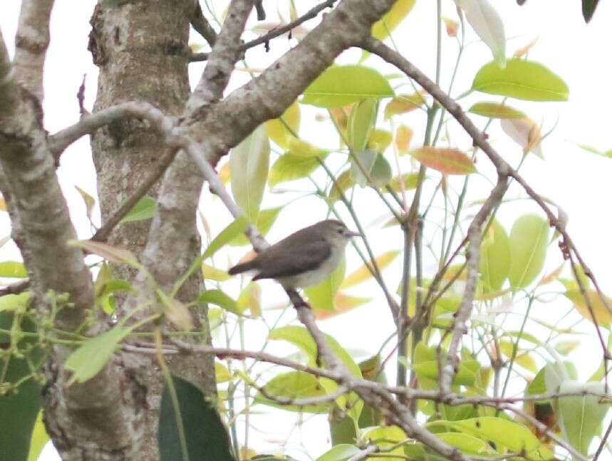 Image of Nilgiri Flowerpecker