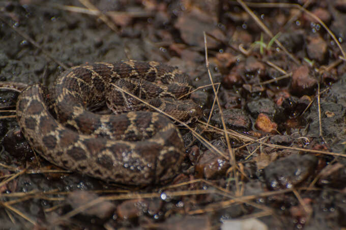 صورة Echis carinatus carinatus (Schneider 1801)