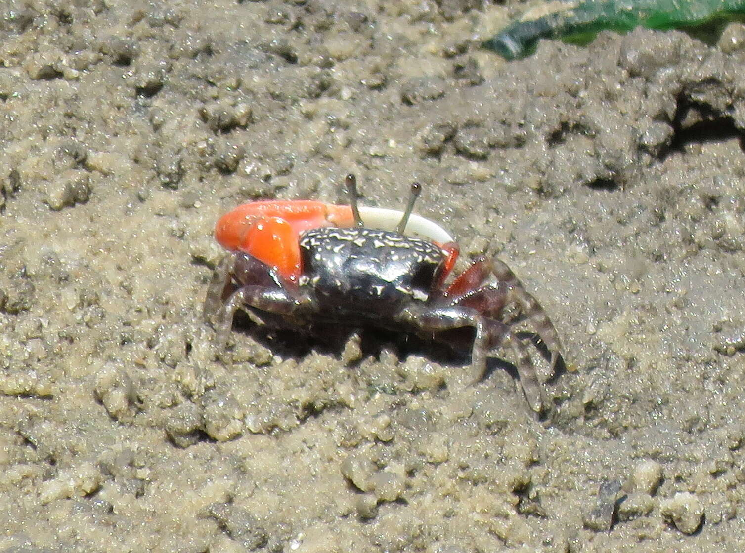 Image of Cranuca Beinlich & von Hagen 2006