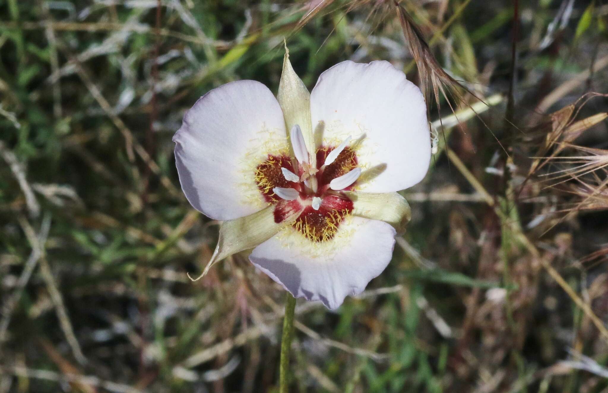 صورة Calochortus palmeri var. palmeri