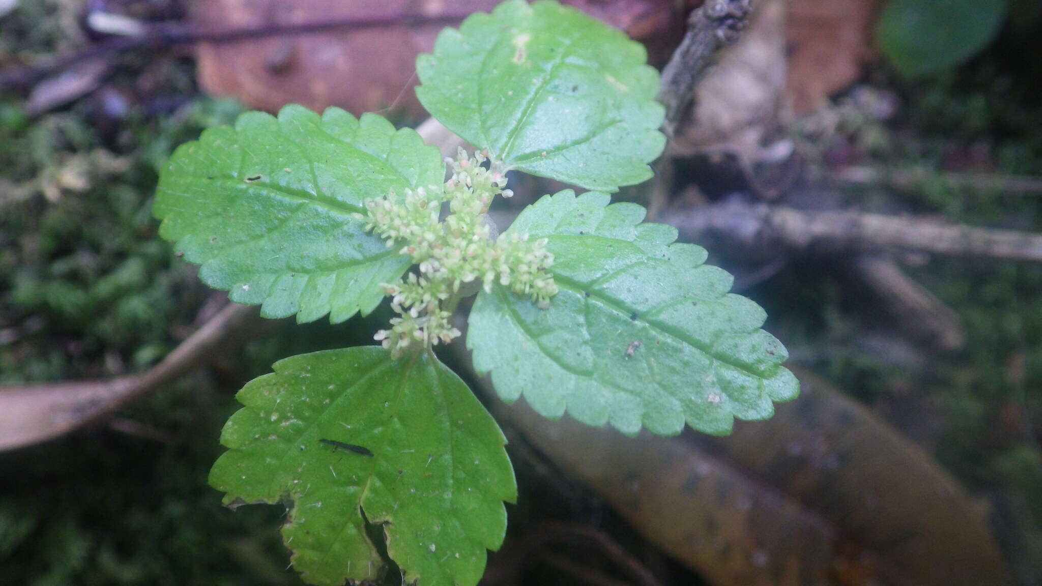 Image of Pilea tetraphylla (Steud.) Bl.