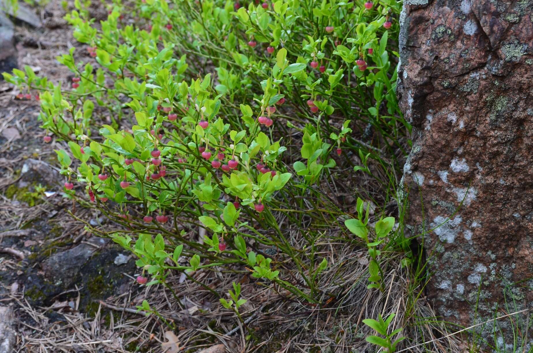 Image of bilberry