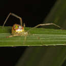 Image of Thwaitesia argentiopunctata (Rainbow 1916)