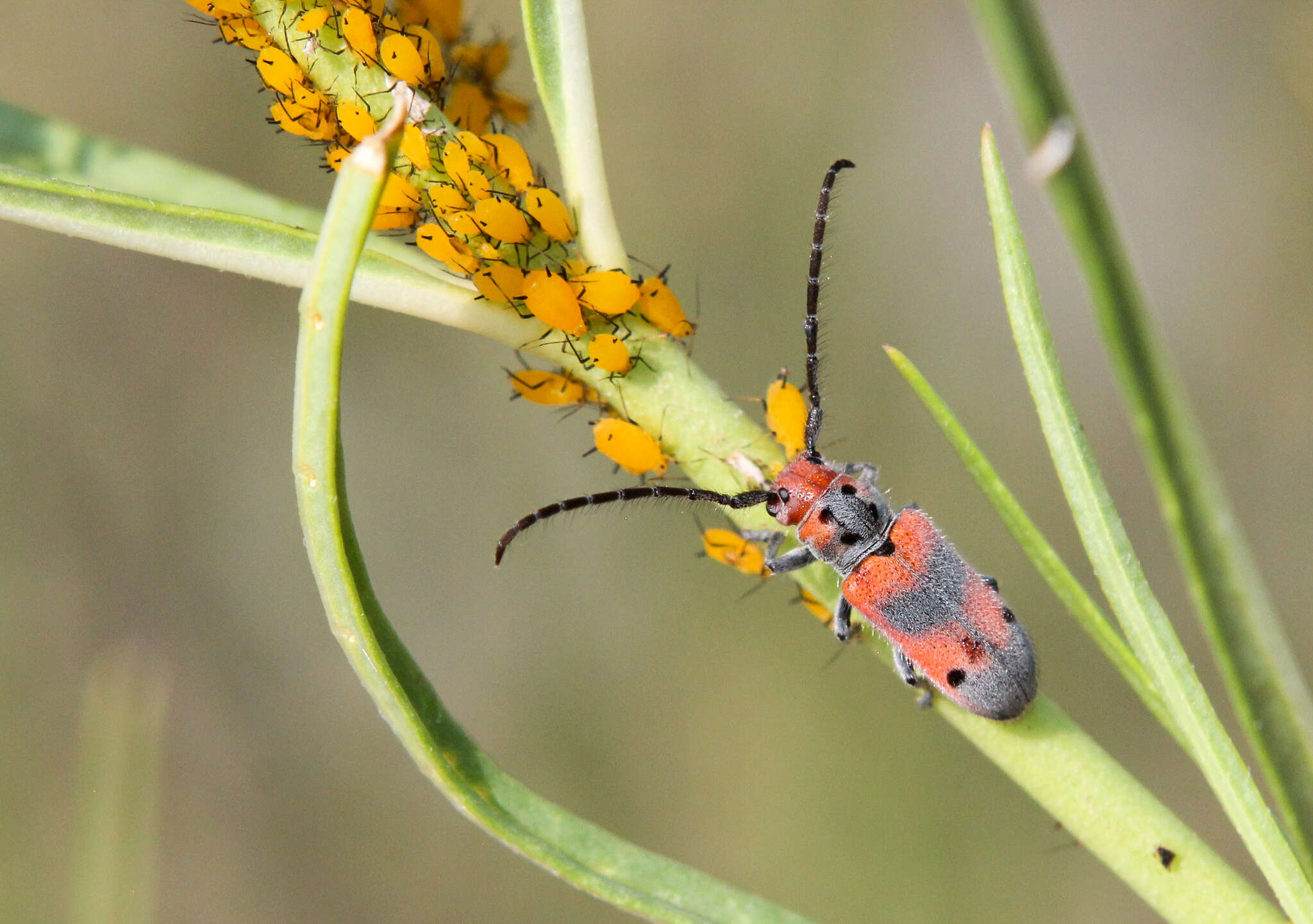 Sivun Tetraopes discoideus Le Conte 1858 kuva