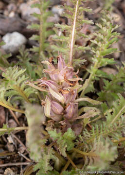 Image of dwarf lousewort