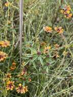 Слика од Pultenaea myrtoides Benth.