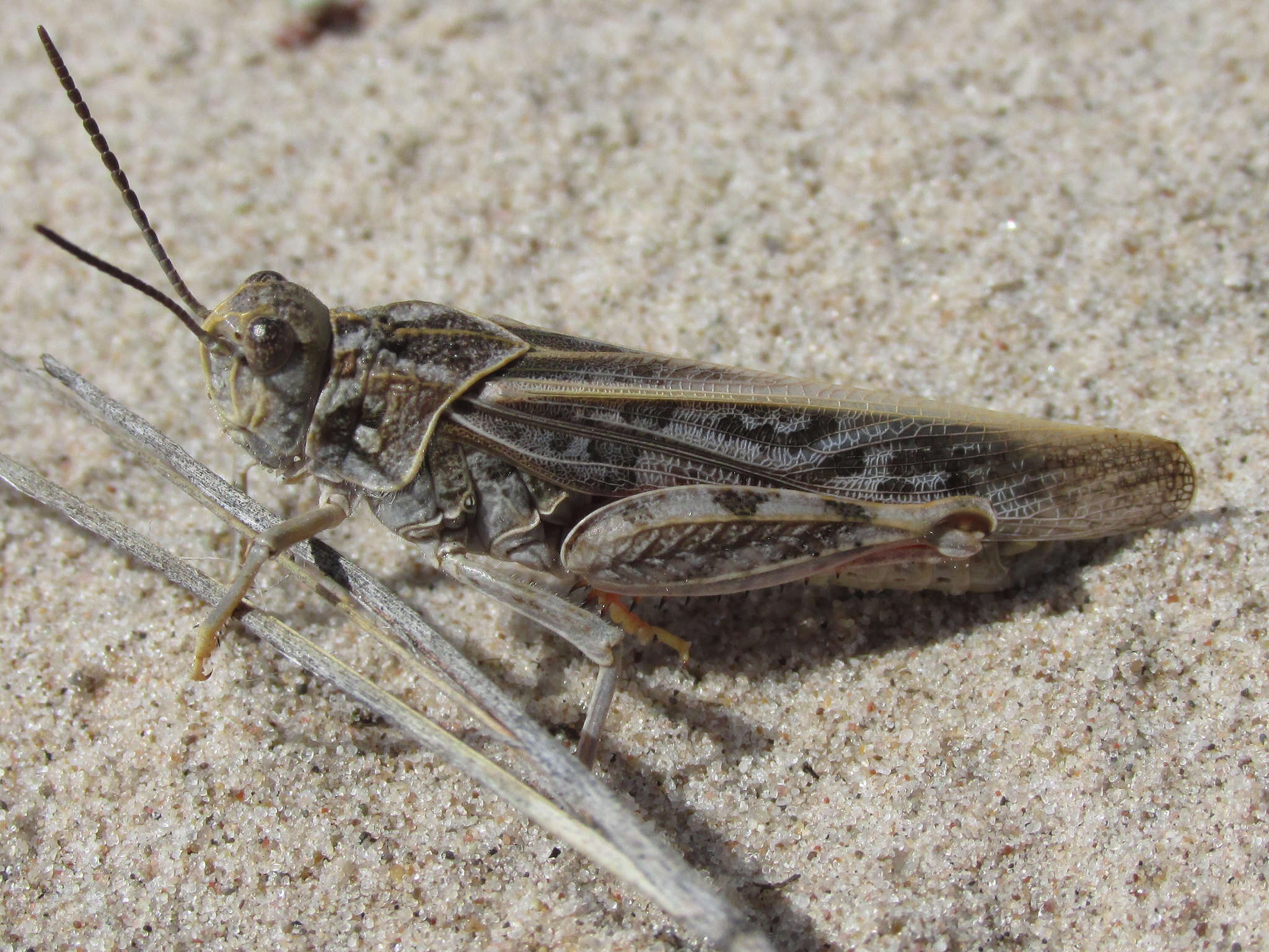 Xanthippus montanus (Thomas & C. 1872)的圖片