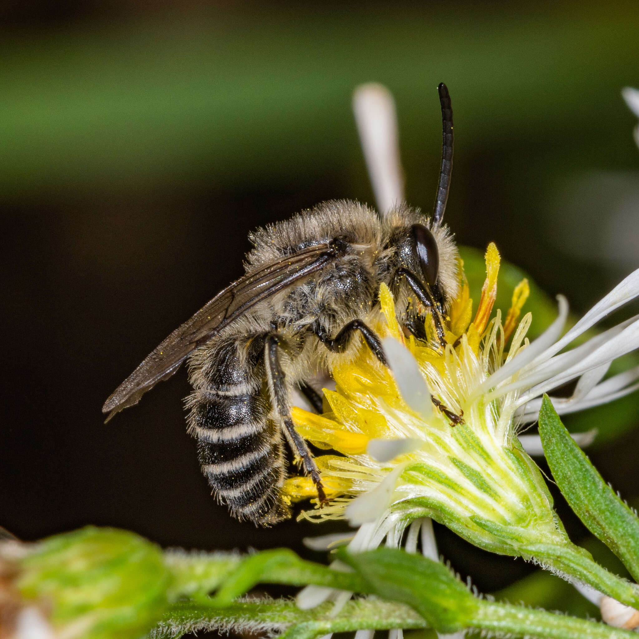 Image of Colletes compactus compactus Cresson 1868