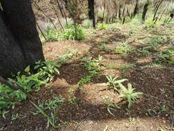 صورة Solanum limitare A. R. Bean