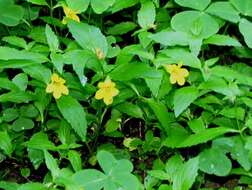 Image of Coastal Monkey-Flower