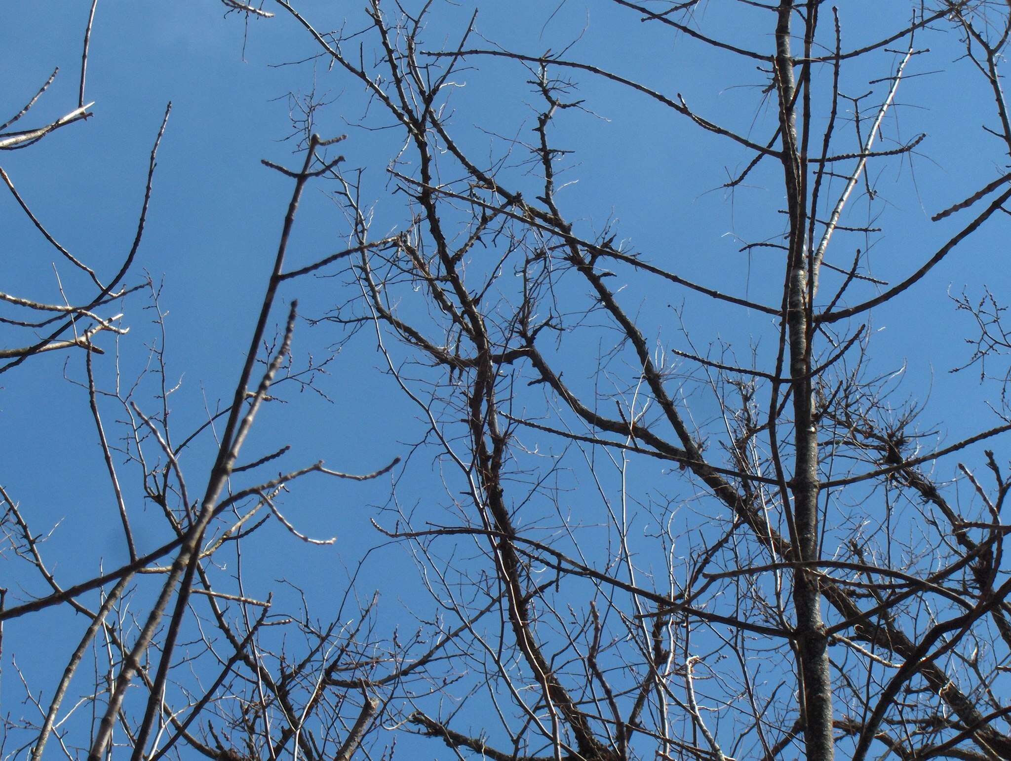 Image of cork elm