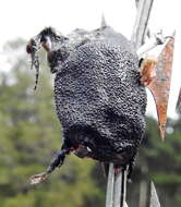 Image of Black Rain Frog