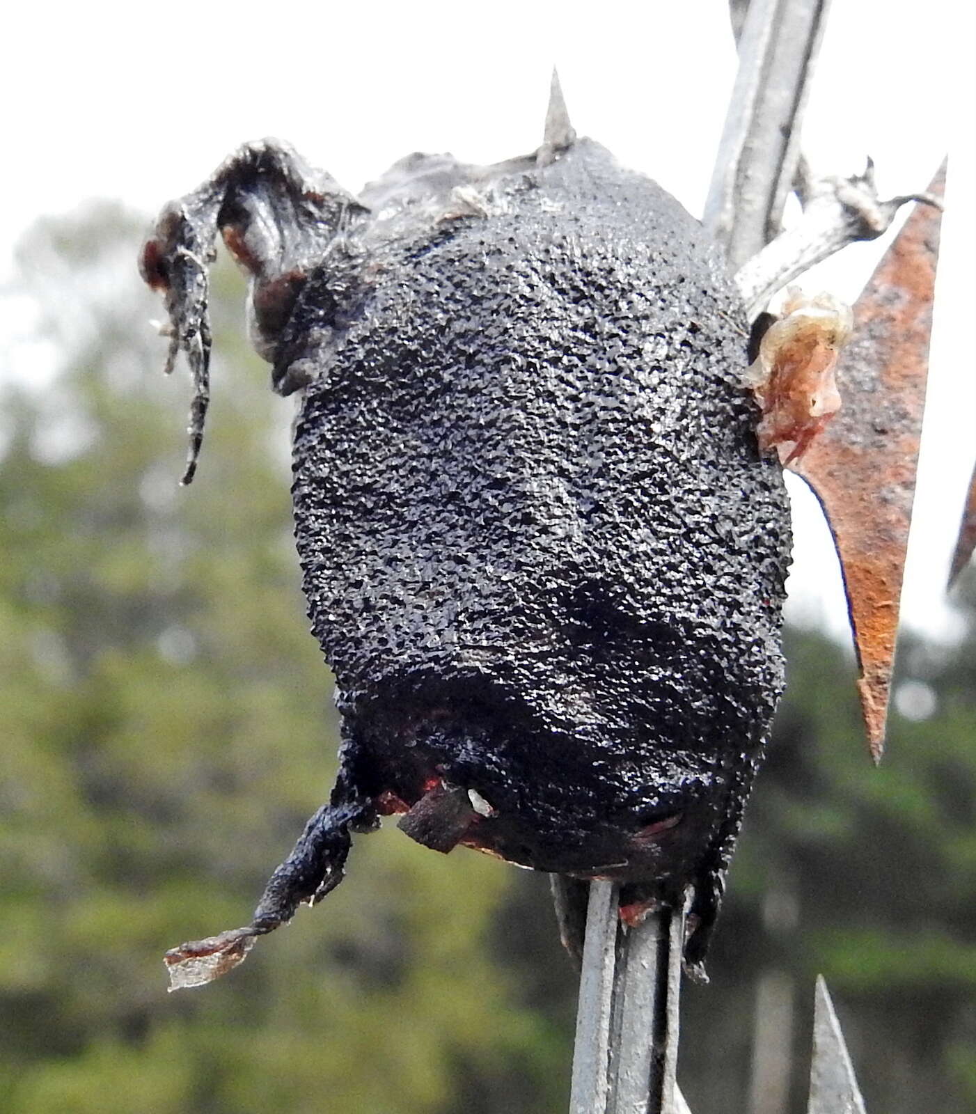 Image of Black Rain Frog