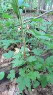 Image of prickly currant