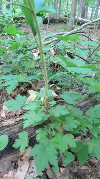 Image of prickly currant