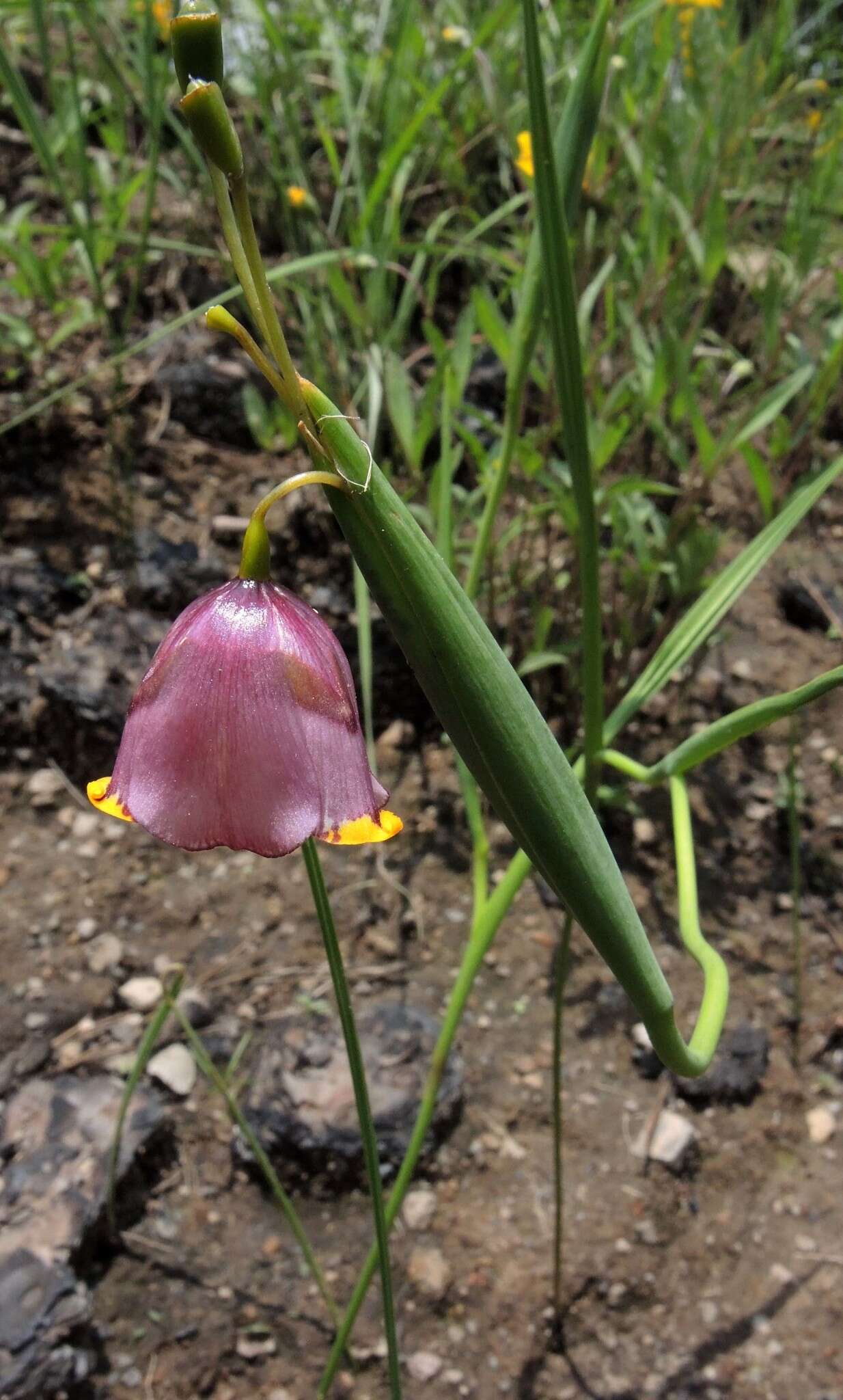 Image of Tigridia meleagris (Lindl.) G. Nicholson