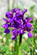 Image of Anacamptis morio subsp. morio