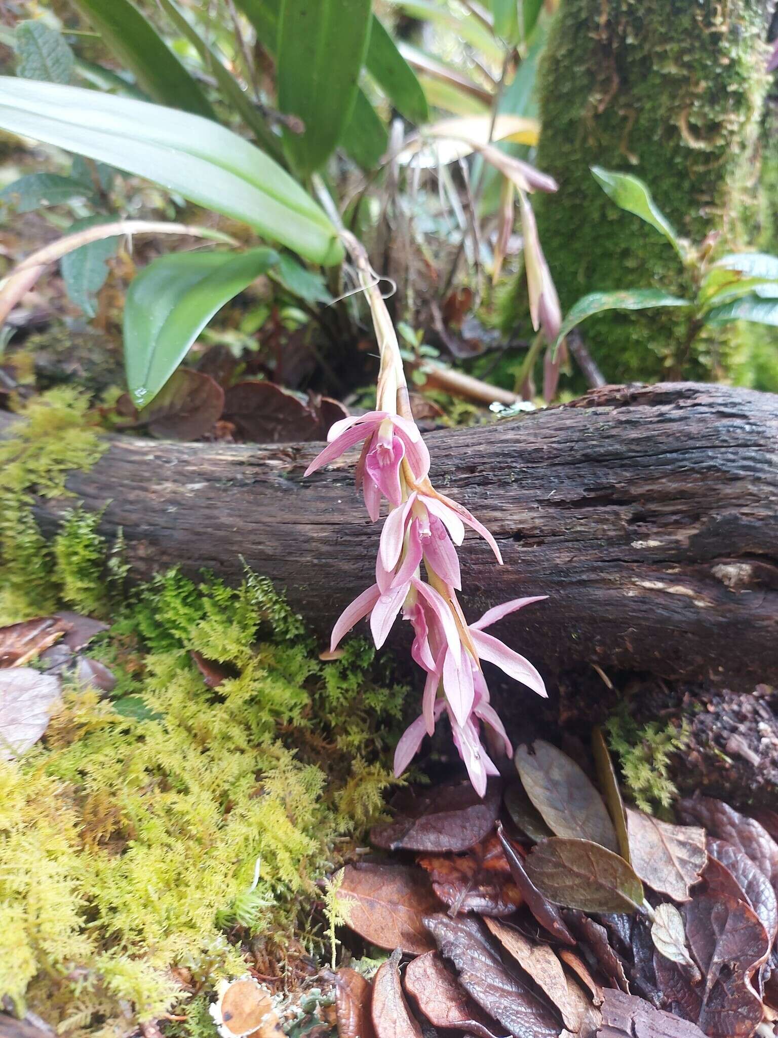 Image of Epidendrum paucifolium Schltr.