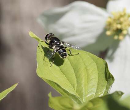 Image of Eristalis saxorum Wiedemann 1830