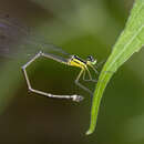 Image of Coeliccia didyma (Selys 1863)