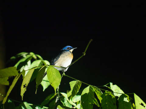 Image of Malaysian Blue Flycatcher