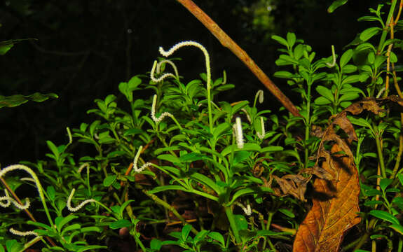 Image of fourleaf peperomia