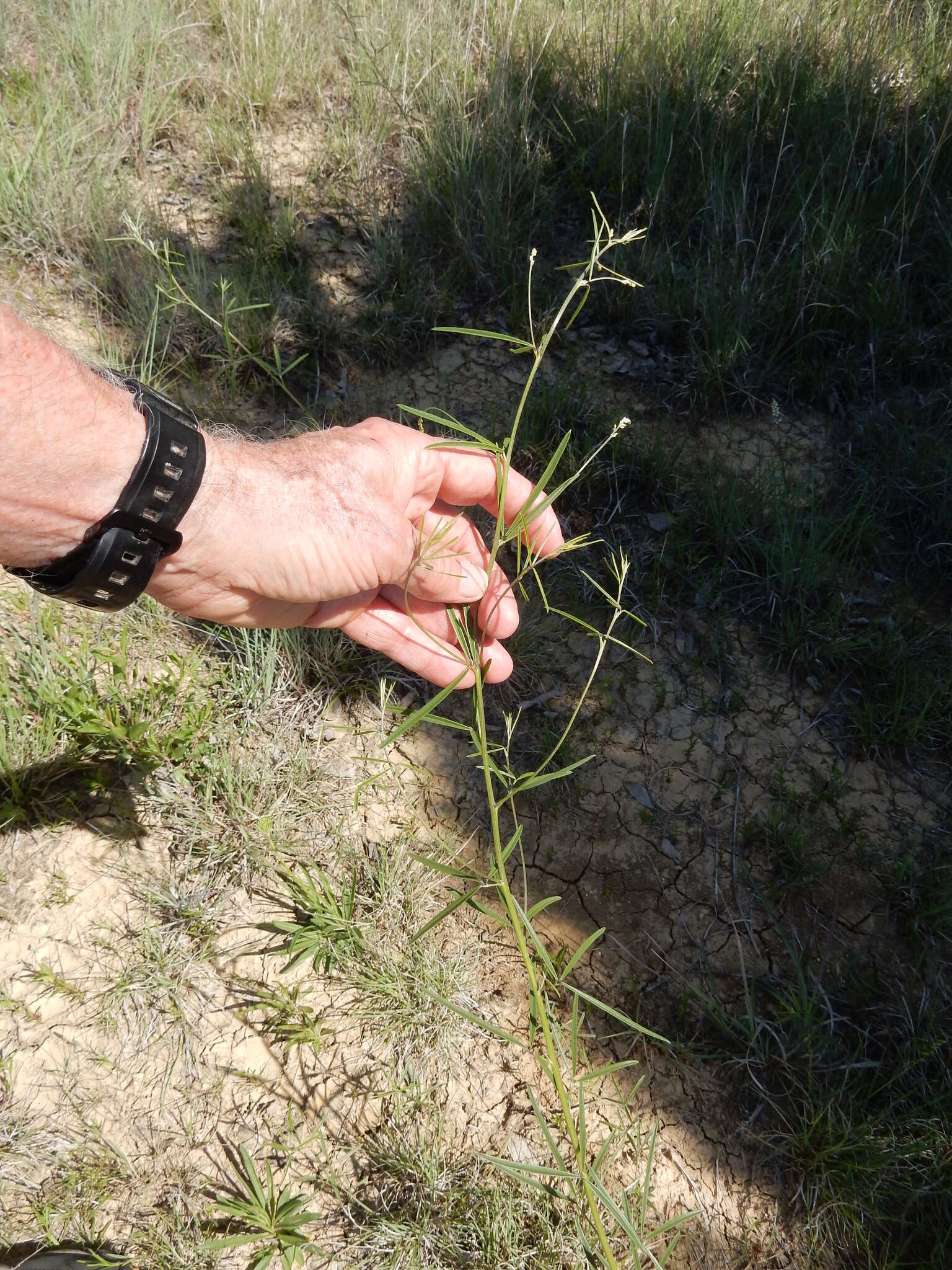 Image of narrowleaf Indian breadroot