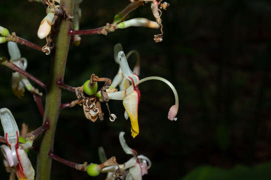 Imagem de Alpinia maclurei Merr.