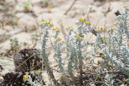 صورة Achillea maritima subsp. maritima