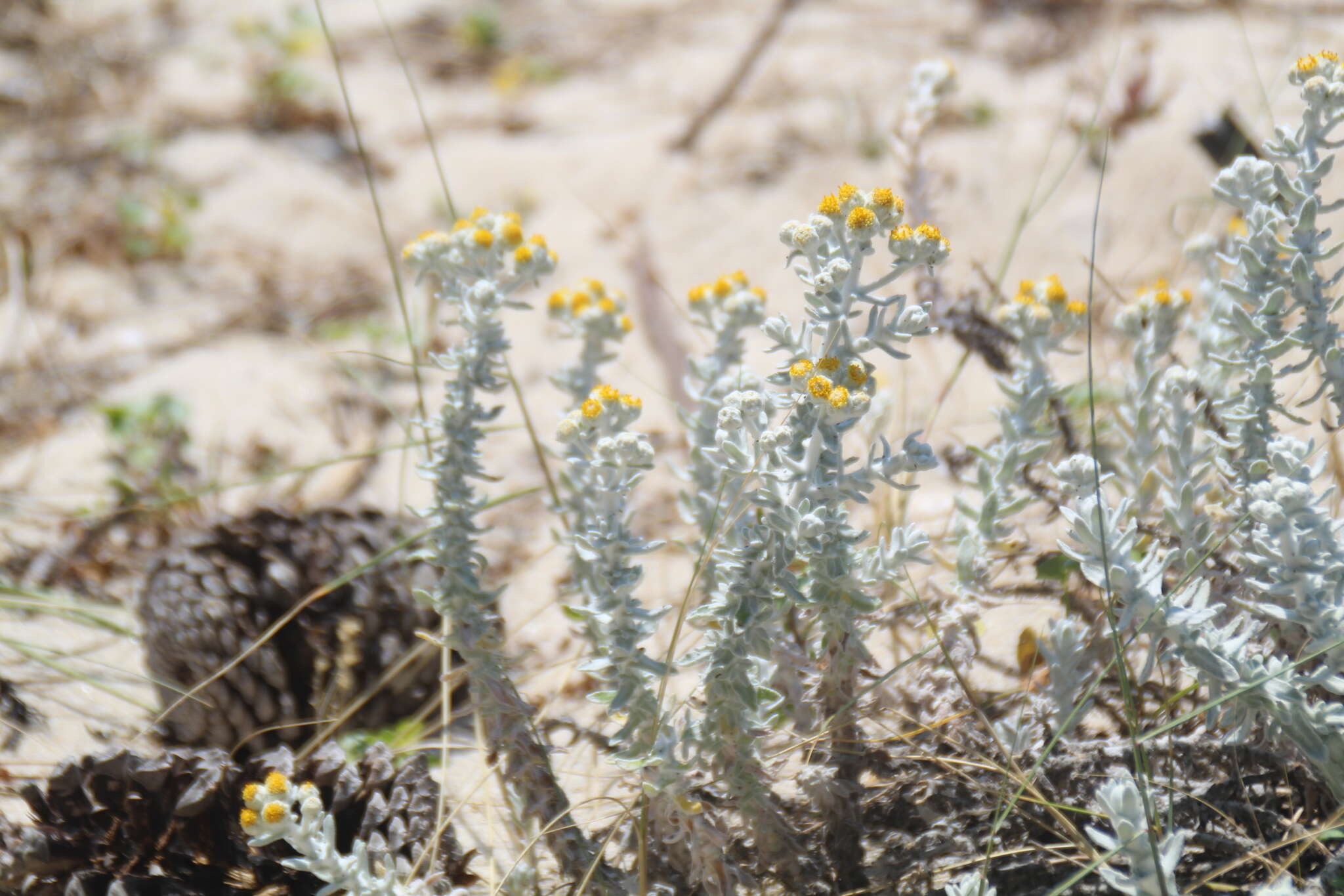 Image of Achillea maritima subsp. maritima