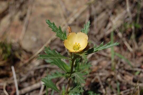 Image of Turnera sidoides subsp. pinnatifida (Juss. ex Poir.) M. M. Arbo