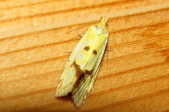 Image of Agapeta