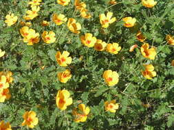 Image of Arizona poppy