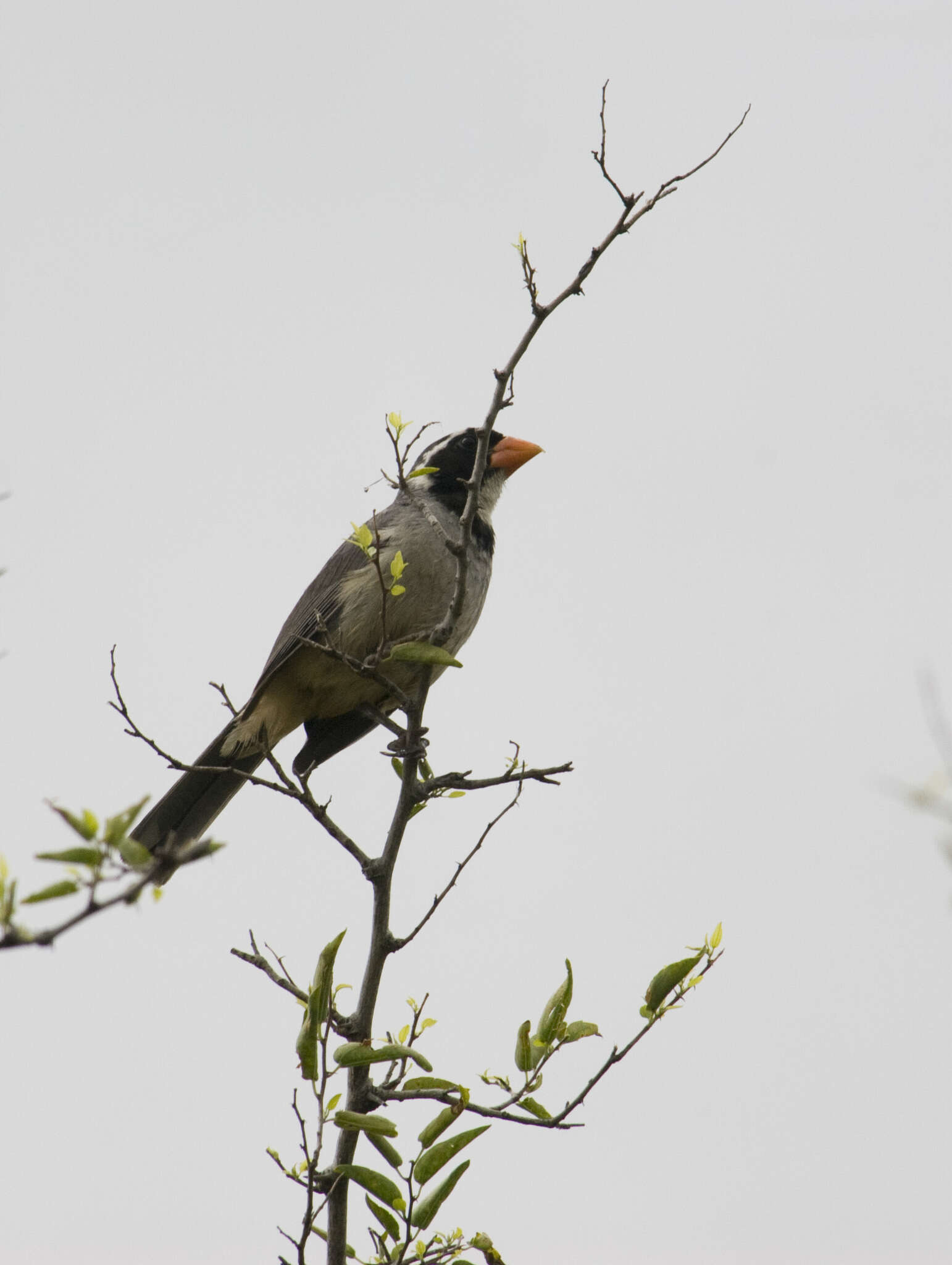 Image of Golden-billed Saltator